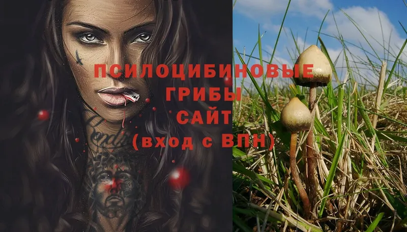 мега   Краснокаменск  Псилоцибиновые грибы Psilocybe 